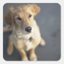 Search for anticipation stickers Dog