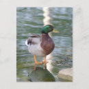 Search for mallards postcards Water