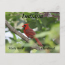 Recherche de cardinal nord cartes postales Vert