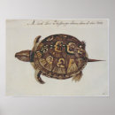 Search for tortoise shell posters White