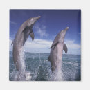 Search for bottlenose dolphin magnets Wildlife