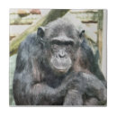 Search for chimpanzees tiles Animal