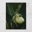 Search for lady slipper orchid postcards For her
