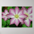 Search for clematis posters White