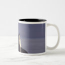 Search for killer whales mugs Wildlife