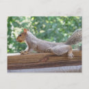 Recherche de les maladies cartes postales Animal