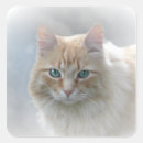 Search for bright eyes stickers Cat