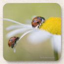 Search for daisy coasters Nature
