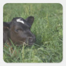 Search for pasture stickers Cattle