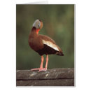 Search for gamebird Waterfowl