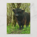 Search for highland cattle postcards Farm animal