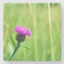 Search for common coasters Flower