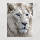 Recherche de yeux de lion cartes postales Chat