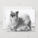 Recherche de pleins cartes postales Amoureux des chiens