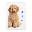 Search for apricot magnets Dog