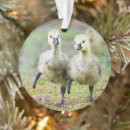 Search for canadian goose ornaments Animal
