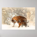 Recherche de jeune animal posters Tigre