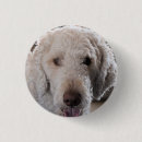 Recherche de de caniche standard badges Mignon