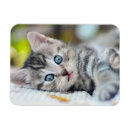 Recherche de kitten magnete Tabby