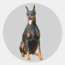 Recherche de dobermann autocollants Pinscher