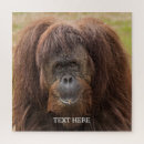 Search for orangutan puzzles Monkey