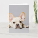 Recherche de french bulldog puppy cards Canine