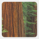 Recherche de tronc autocollants Forêt