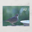 Search for thrasher Bird