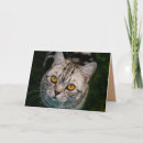 Search for british shorthair cards Kitty