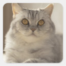 Search for cat hair stickers Adorable