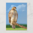 Search for roughing it postcards Nature