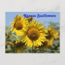 Recherche de tiges vertes cartes postales Jaune