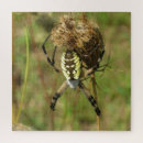 Search for orb web spiders Arachnid