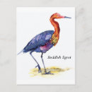 Search for reddish postcards Wildlife