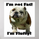 Search for fat Bulldog