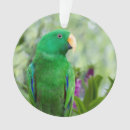 Search for parrot ornaments Pet
