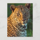Search for adult coloring postcards Color image