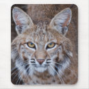 Recherche de chat sauvage tapis souris Faune