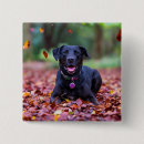Search for fall square buttons Cute