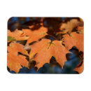 Search for cards Orange