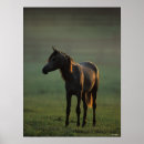 Search for backlit posters Animal