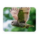 Recherche de rapaces magnets Sauvage