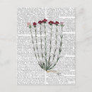 Search for carnations postcards Antique