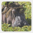 Search for hippopotamus stickers Wildlife