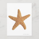 Recherche de isolé cartes postales Animal