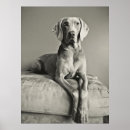 Search for weimaraner art Breed