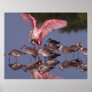 Search for roseate spoonbill posters Wildlife