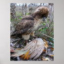 Search for red tail hawk art Hawks