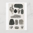 Search for fossil postcards Vintage