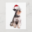 Search for miniature schnauzer postcards Pet